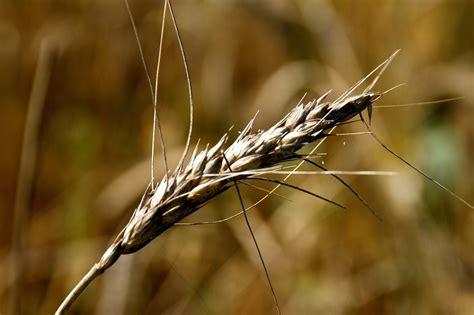 Free Images Nature Branch Field Wheat Prairie Sunlight Leaf