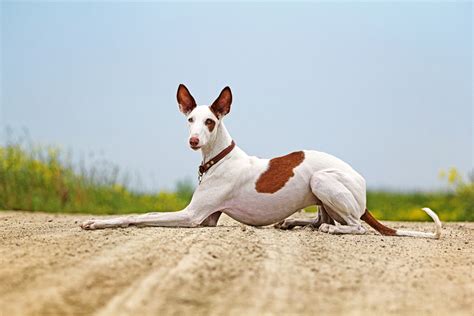 Ibizan Hound Dog Pet Paw