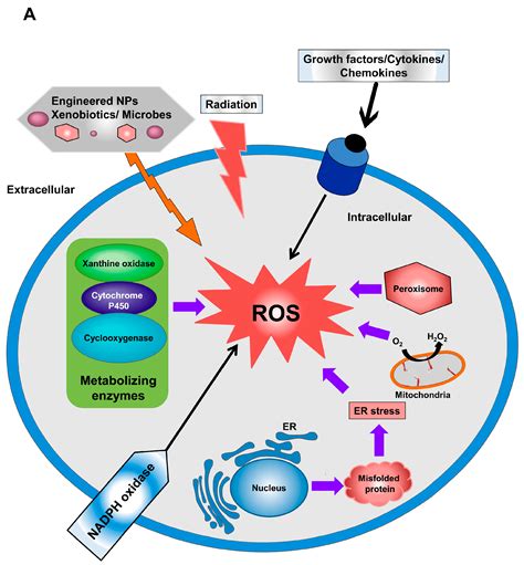 IJMS Free Full Text The Role Of Reactive Oxygen Species ROS In