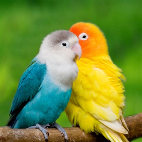 Love Bird Description Size Gender Nesting And Video ~ Encyclopedia Of