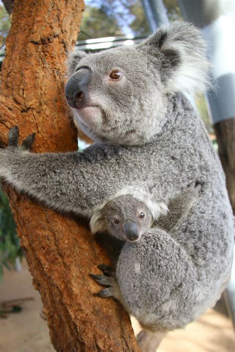 Two Koalas Are Sitting In A Tree And One Is Holding On To The Branch