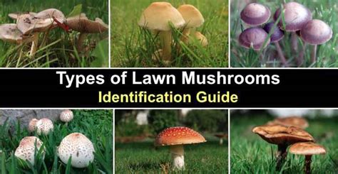 17 Types Of Lawn Mushrooms With Pictures Identification Guide