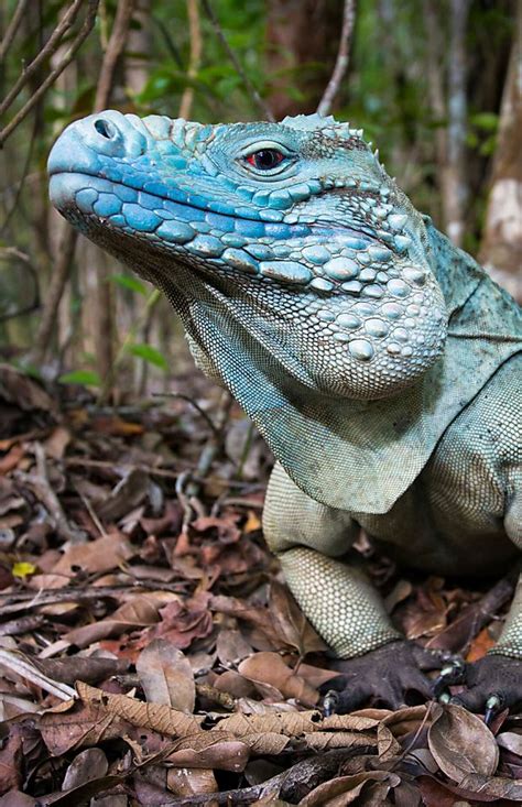 Blue Iguana Breeding Program Succeeding