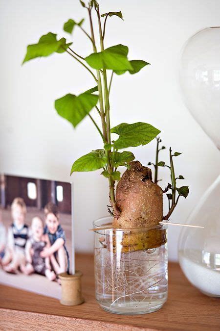 How To Grow Sweet Potato Vine Indoors Sweet Potato Plant Sweet