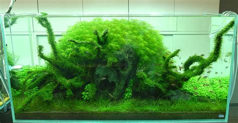 Stem plants come in various shapes of leaves and colors, and they can be enjoyed in a variety of combinations. Amano Aquascape | Interior Design Ideas.