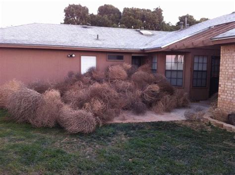 Tumbleweeds Cover Texas Mans Home After Powerful Windstorm New York