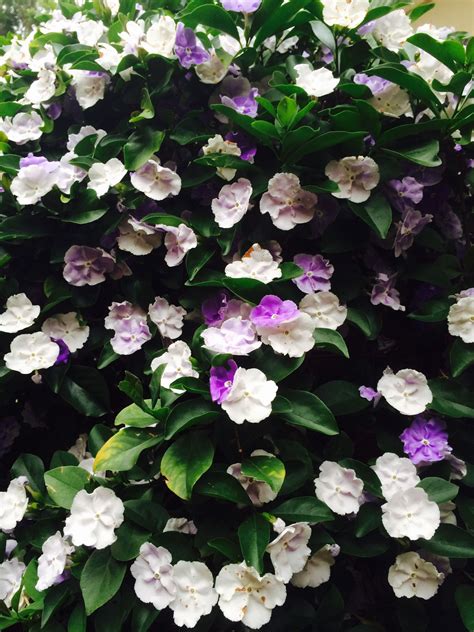 Yesterday Today And Tomorrow Plant Brunfelsia Pauciflora Plants