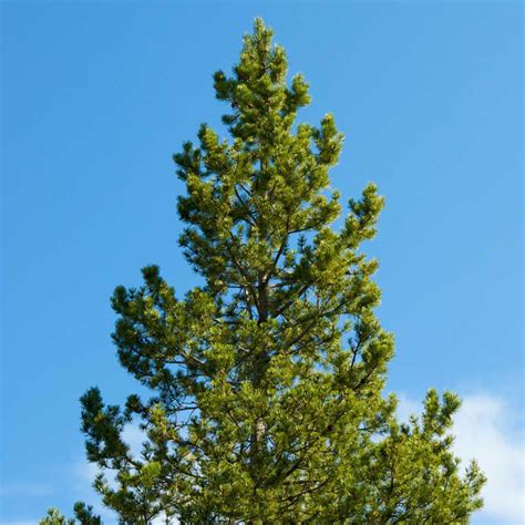 Buy Affordable Lodgepole Pine Trees At Our Online Nursery