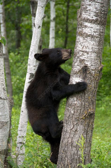 Black Bear Climbing Tree Stock Image C0143755 Science Photo Library