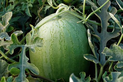 Watermelon Varieties Perfect For Growing Produce