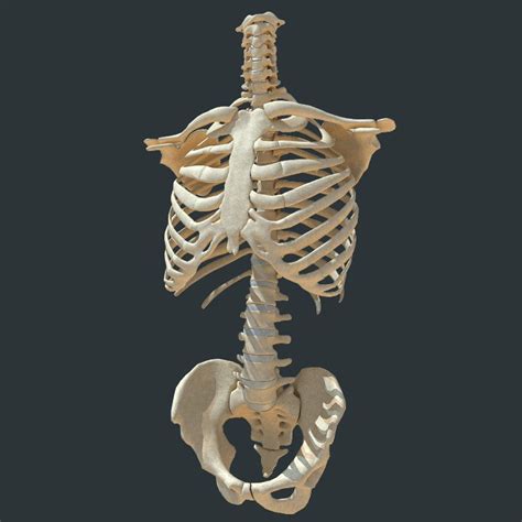 Torso Skeleton 3d 3ds Skeleton Anatomy Human Anatomy Art Skeleton