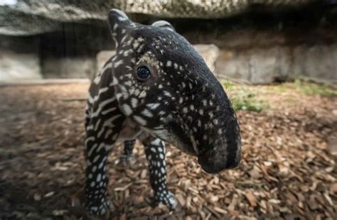 A Rare Malayan Tapir Has Been Born At Chester Zoo Secret Manchester