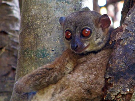 Lepilemur Ankaranensis Ankarana Sportive Lemur Madagascar Flickr