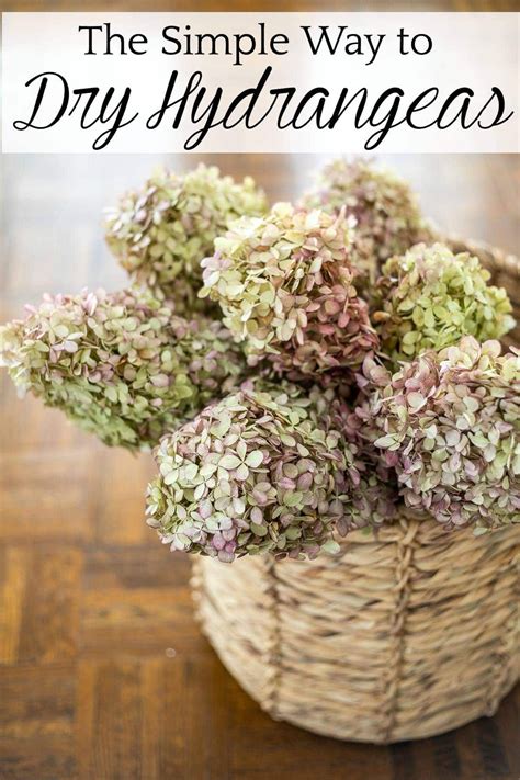 6 Steps For The Easiest Way To Dry Hydrangeas For Free Fall Decor Right