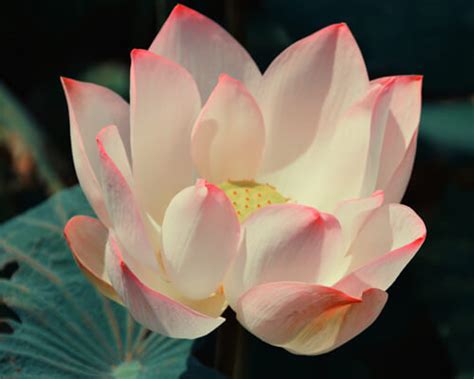 Where Do Lotus Flowers Grow Greenplantpro