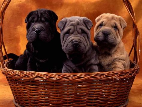 The 5 Most Wrinkly Dog Breeds Large And Small Dogs With Photos