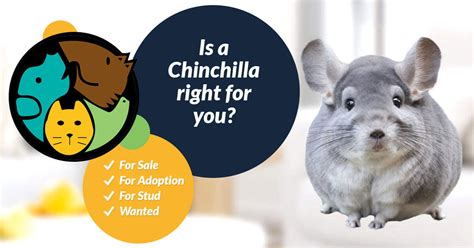 Find chinchillas for sale at your local petsmart store! Chinchilla Rodents For Sale | UK Pets