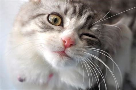 79 Best Images About Winking Cats On Pinterest Cats Cat