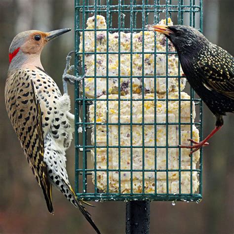 The Benefits Of Bird Feeding Everything Birds Bird Suet Bird