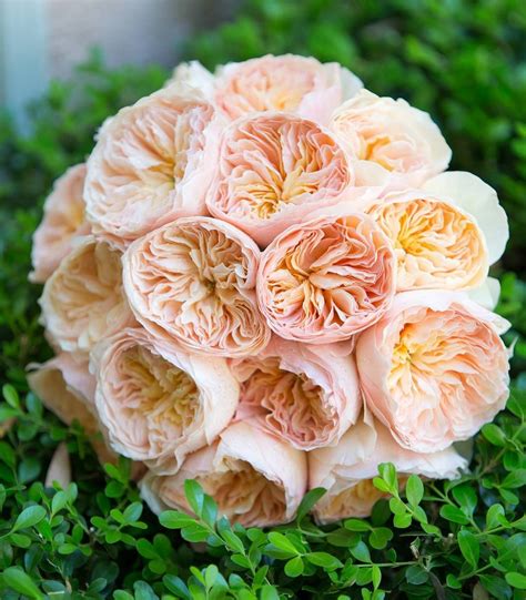 A Lush Springtime Bouquet Of All Peach David Austin Garden Roses Venue