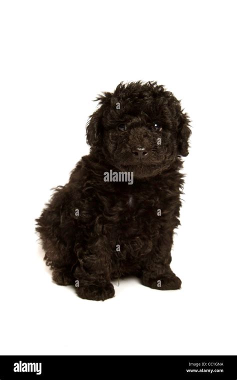 Black Toy Poodles Puppies Stock Photo Alamy