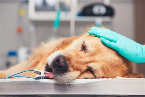 Dog Anesthesia Safety Side Effects And Recovery
