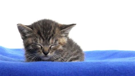 Cute Baby Tabby Kitten Sleeping On Blue Blanket On White
