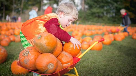 Where To Go Pumpkin Picking In Leeds And Yorkshire Leeds List