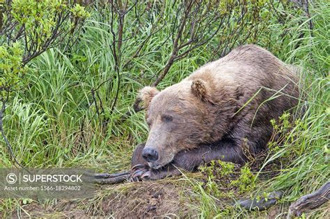 Alaska Katmai National Park And Preserve Grizzly Bear Ursus