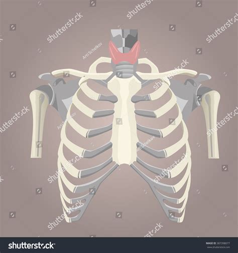 Chest Skeleton Human Anatomy Stock Vector Royalty Free 387398077