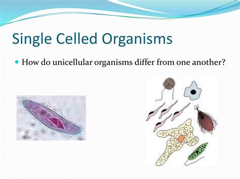 Structures And Functions Of Living Organisms Ppt Download