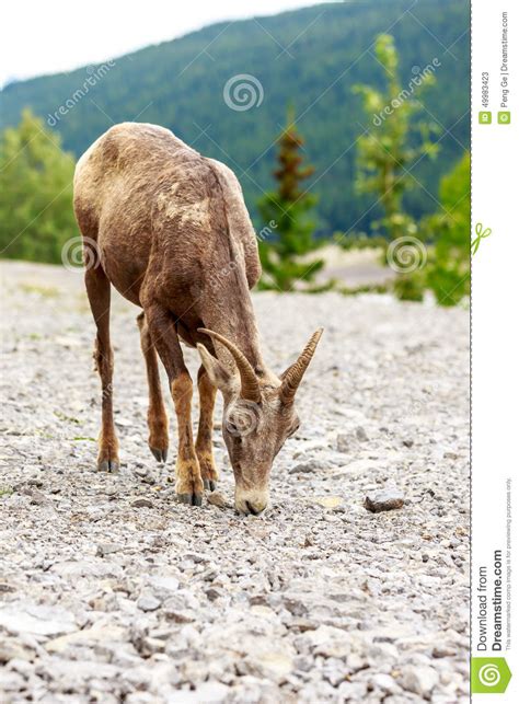 Canadian Mountain Goat Stock Image Image Of Trees Animals 49983423