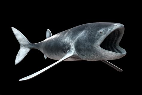 Mar 31, 2017 · common rare untameable cave the alpha leedsichthys is one of the alpha creatures in ark: Leedsichthys - Leedsichthys problematicus by avancna on ...