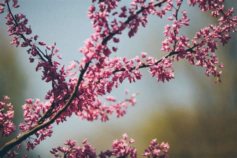 Free Images Tree Nature Branch Flower Petal Spring Pink Season