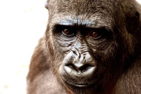 Gorilla Monkey Animal Zoo Furry Omnivore 4k Hd Wallpaper