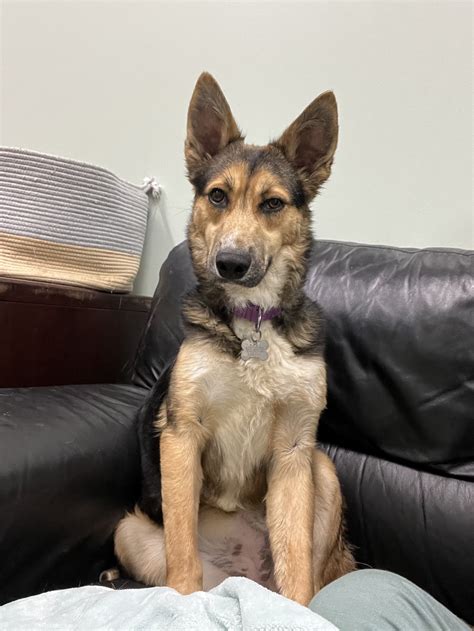 Dog for Adoption - Sally, a German Shepherd Dog in Alsip, IL | Alpha Paw