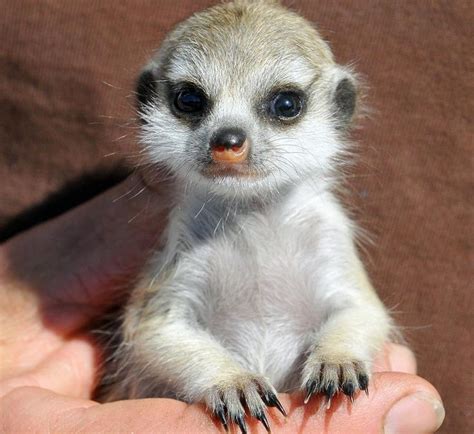 Pin On Baby Meerkats