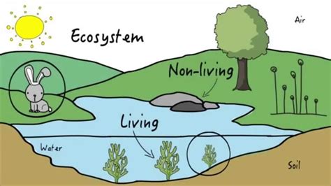 What Is Ecosystem And How It Works