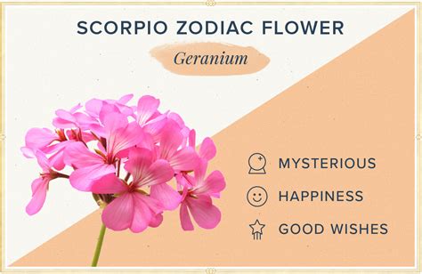 Scorpio Birth Flower Geranium Symbolism Traits More Powerball