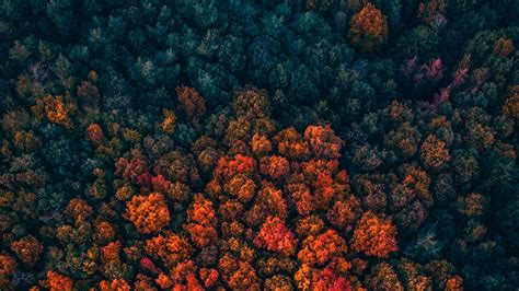 Download Wallpaper 2048x1152 Forest Trees Aerial View Autumn Autumn