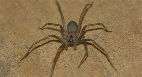 How To Identify A Brown Recluse Spider Infestation Four Seasons