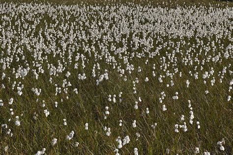 Cotton Grass Photograph By Pekka Sammallahti Fine Art America