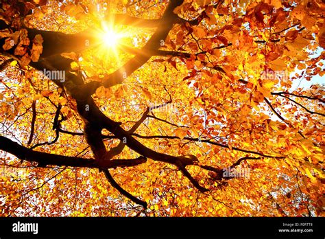 Autumn Scenery With The Sun Warmly Shining Through The Gold Leaves Of A