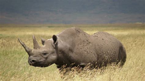 El Rinoceronte Negro Se Encamina Hacia La Extinción L Rtve
