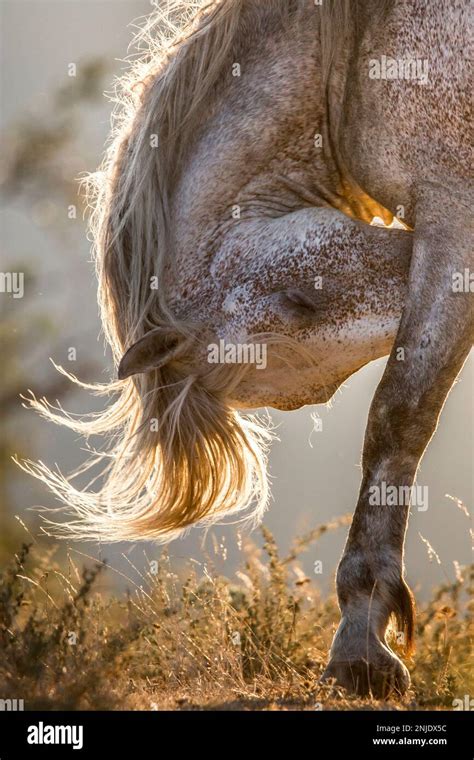 These Beautiful Wild Horses Live In Italy Forever Free Stock Photo Alamy