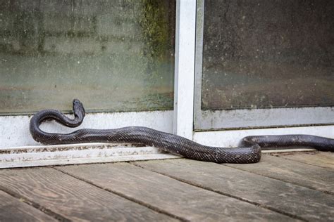 The Best Ways To Keep Snakes Away From Your Home Critter Control Dallas