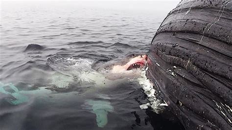 Historical For First Time Ever Scientists Witness Legendary Great White Shark Attacking Live