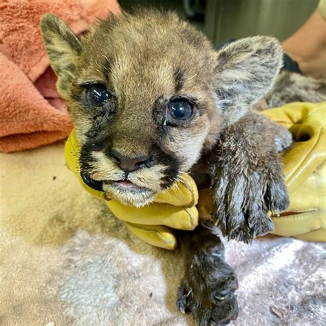 Video Shows Orphaned Mountain Lion Rescued From California Fire Fox 5