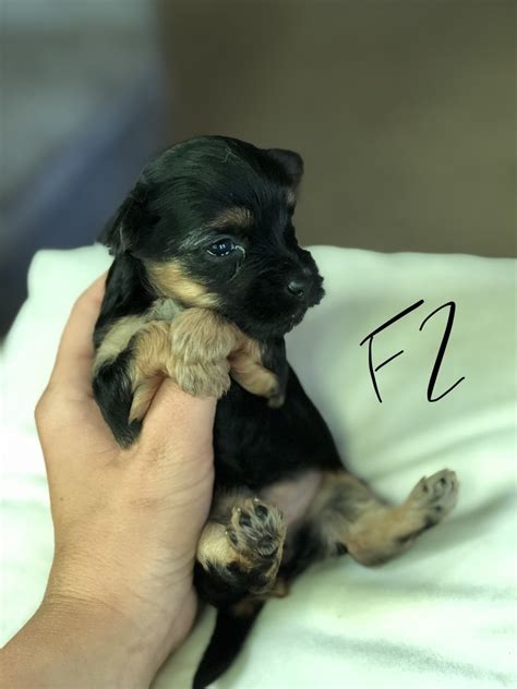 Easy to train and loving towards their owners. YorkiePoo Puppies For Sale | Delano, MN #300535 | Petzlover