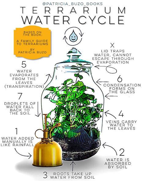 Terrarium Science The Water Cycle